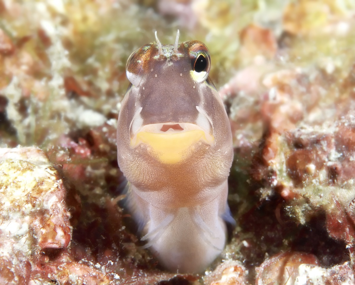 Goby