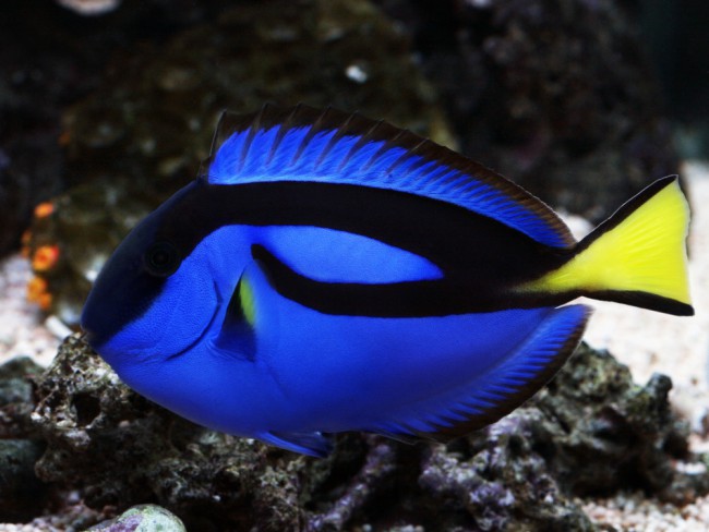 A blue tang fish aka Dory, the cartoon character from Disney's Finding Nemo, a film which features many cute ocean baby names