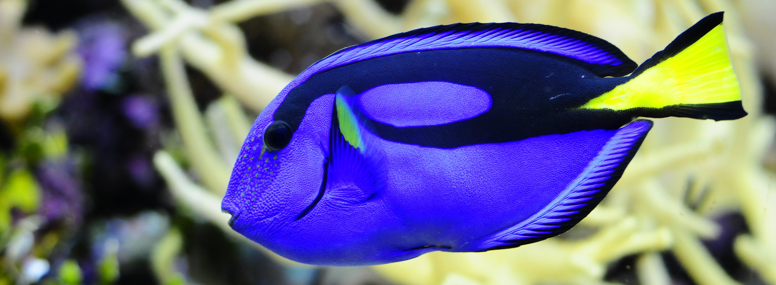 blue tang fish