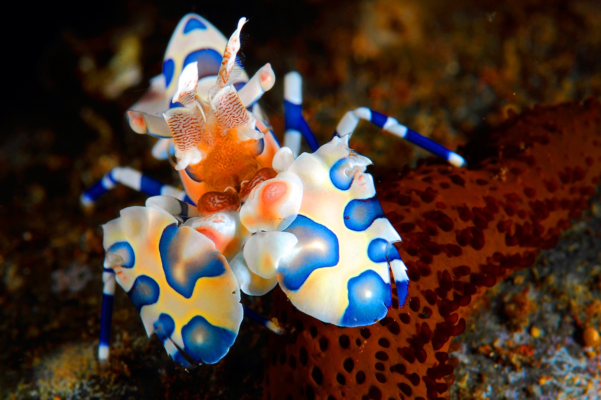 Harlequin Shrimp