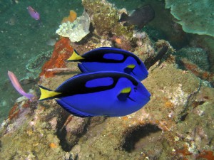 Please, Let's Not Find Dory: Why Buying A Blue Tang Is A Bad Idea : 13.7:  Cosmos And Culture : NPR