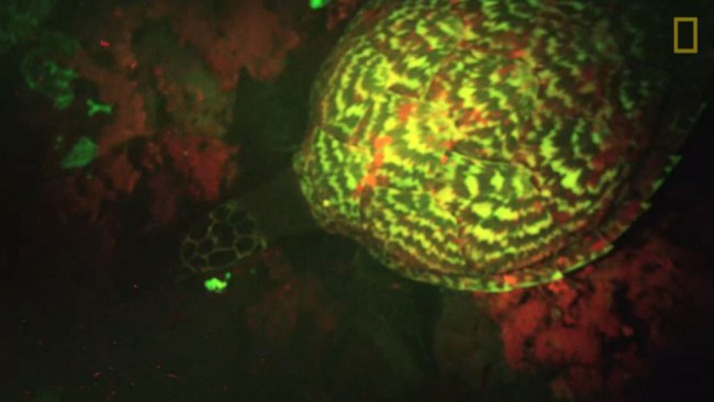 Divers Discover First Ever “Glowing” Sea Turtle