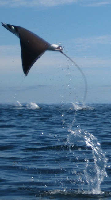 Devil Rays 