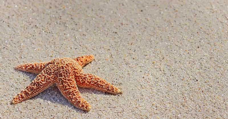 pacific seastar