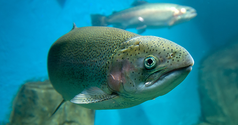 rainbow trout