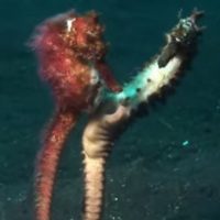 seahorse mating ritual