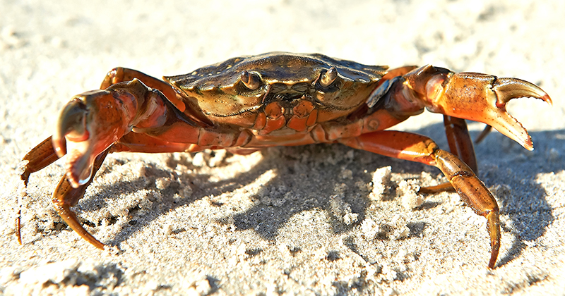 shore crab