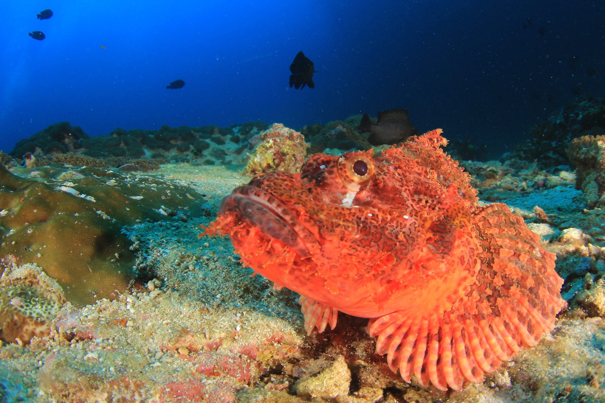 scorpionfish with diver in the background