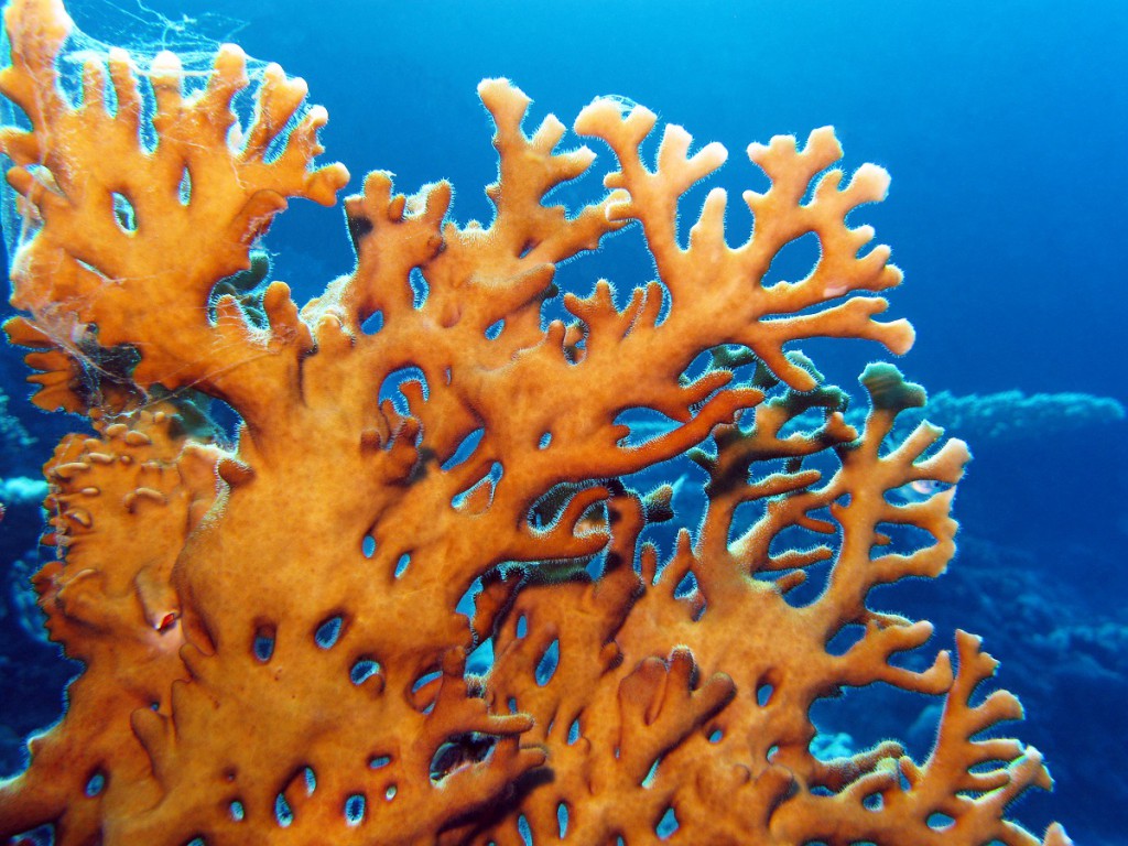 要注意 海の美しく危険な生物