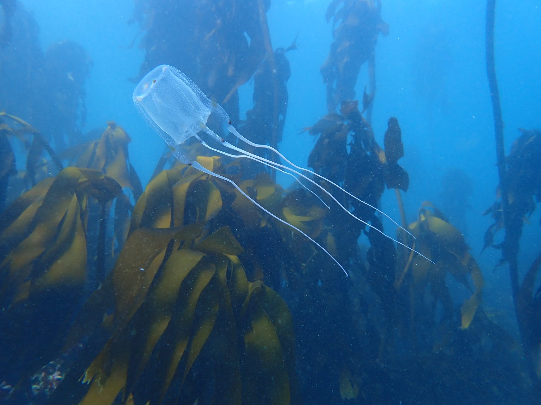 box jellyfish in a kelp forest