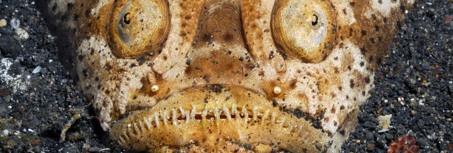 10 Creepy Creatures of the Deep
