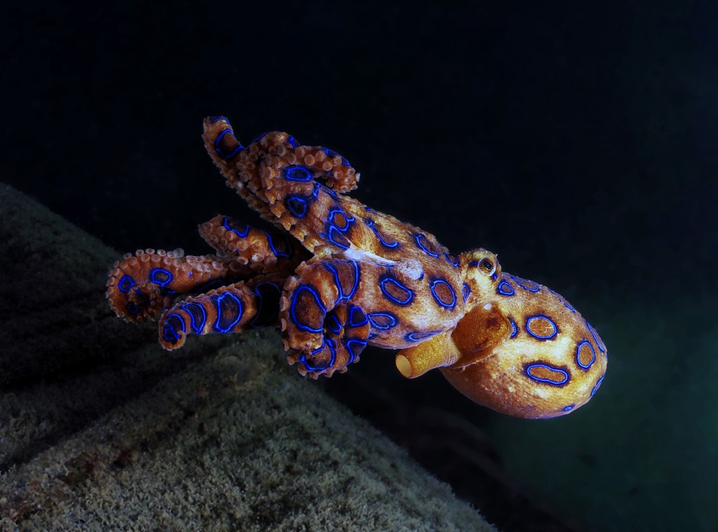 要注意 海の美しく危険な生物