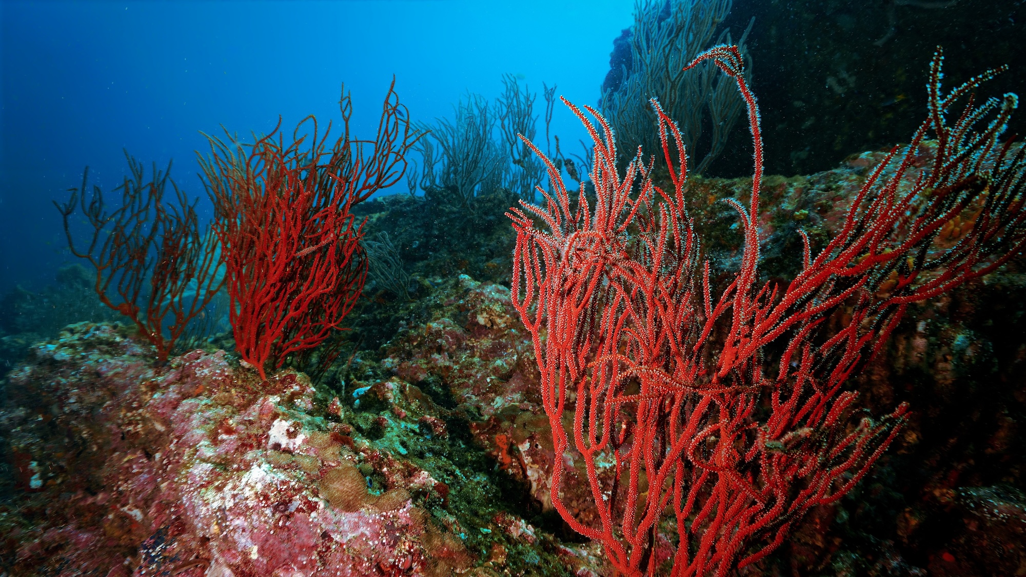 fire coral