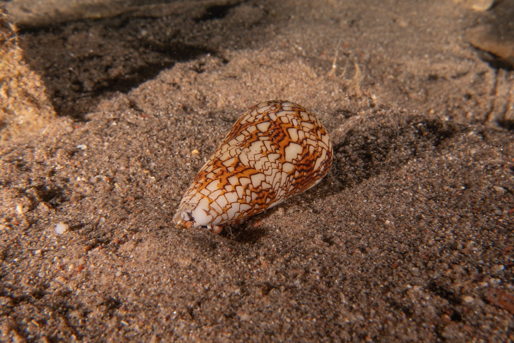 cone snail on ocean floor