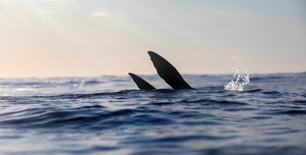 Conservation in Chile: The Nazca-Desventuradas Marine Park