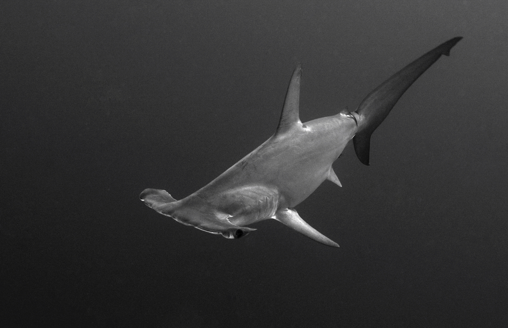 Los grandes animales marinos corren el riesgo de desaparecer, y la culpa es  nuestra