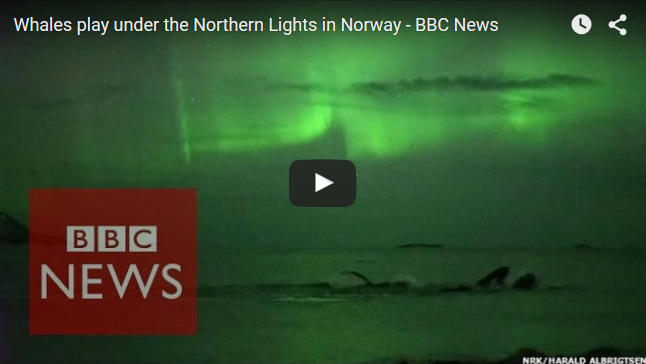 Humpback Whales and Northern Lights in Norway