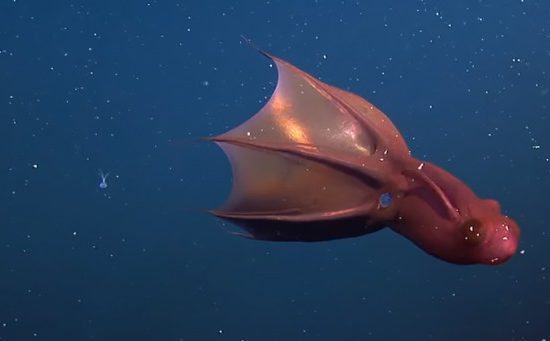 Batfish: The Fish That Doesn't Swim