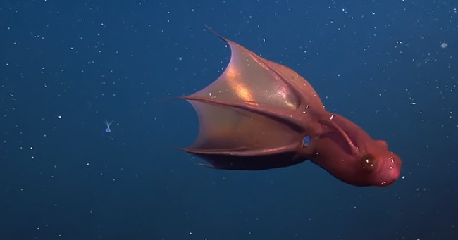 Scary Facts About Vampire Squid