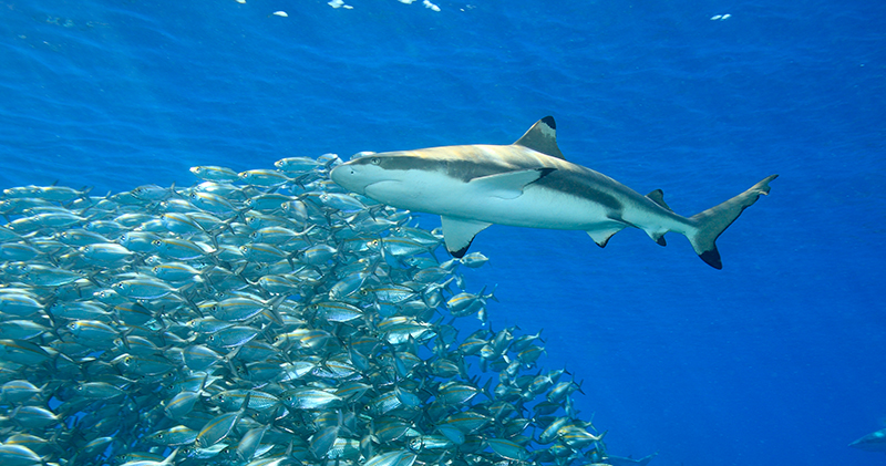 Diving Sites in Asia - Malaysia Blacktip Shark