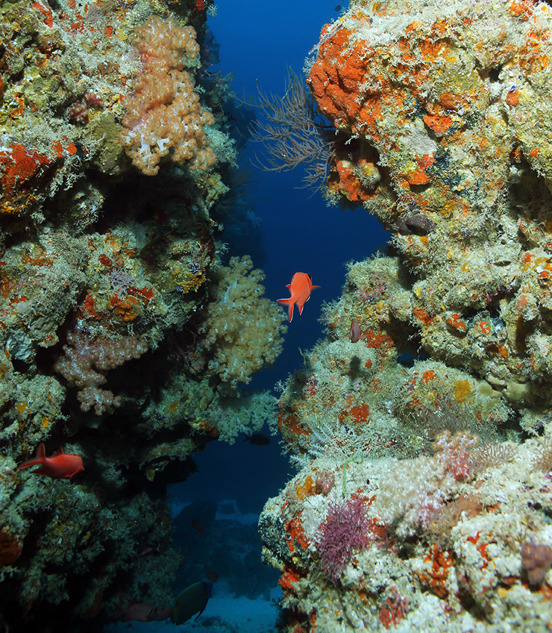 Diving Sites in Asia - Maldives Broken Rock