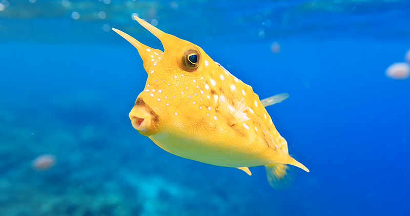 Cowfish