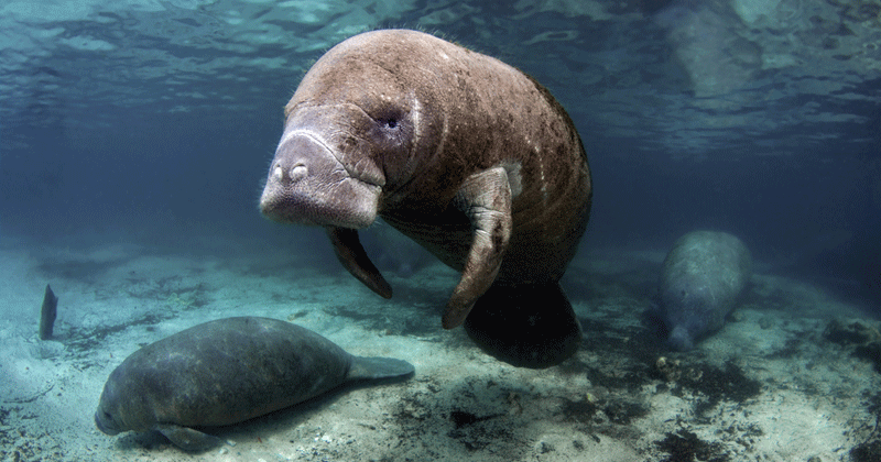 Dugong in Marine World Heritage Listed Site