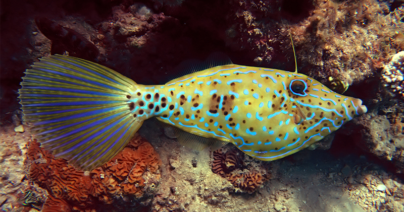 Filefish