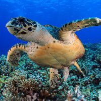 A hawksbill sea turtle swims toward camera, fins extended, over a shallow reef