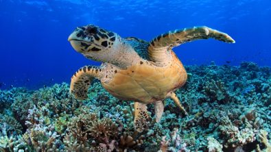 A hawksbill sea turtle swims toward camera, fins extended, over a shallow reef
