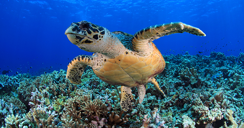 Diving Sites in Asia - Thailand Hawksbill Turtle