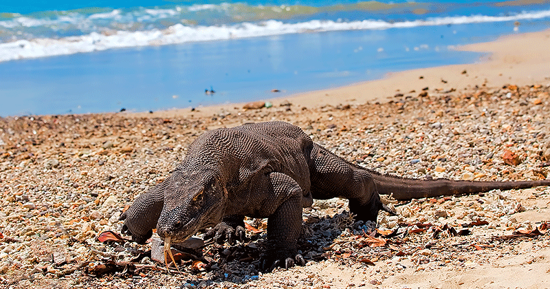 Komodo Dragon at Marine World Heritage Listed Site