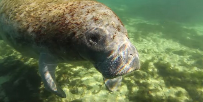 Celebrating Manatee Awareness Month