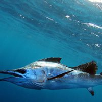 sailfish