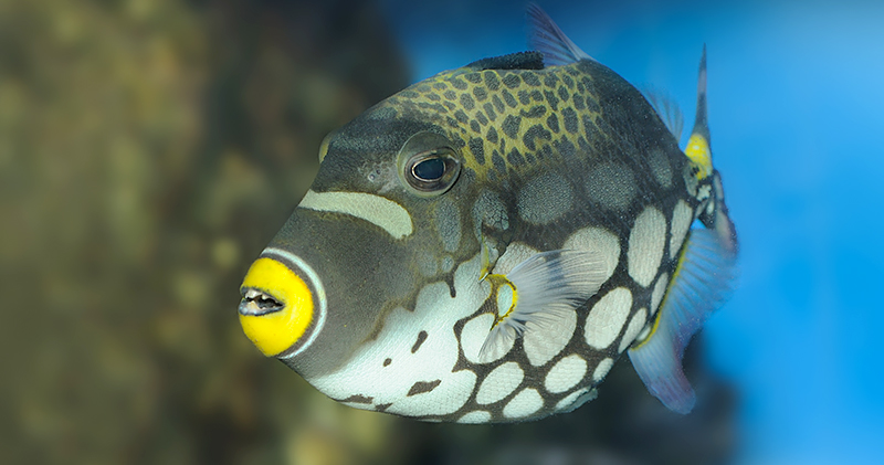 Triggerfish