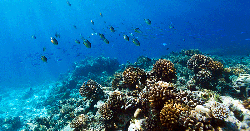 Tubbataha Reefs Natural Park - Marine World Heritage Listed Site