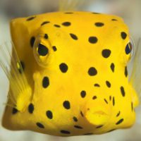 Yellow Boxfish