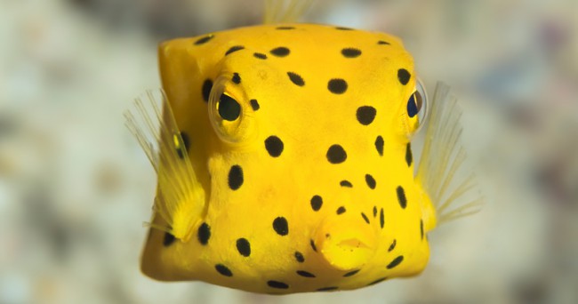 Identifying Fish - Yellow Boxfish