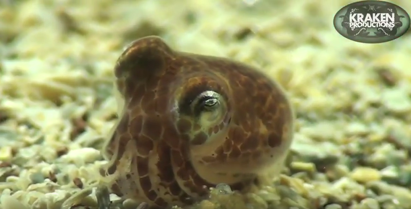 UK Diving Octopus