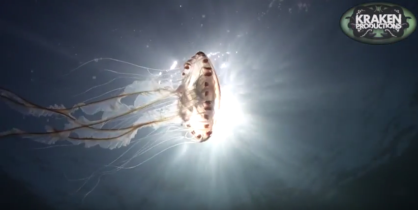 UK Diving Jellyfish