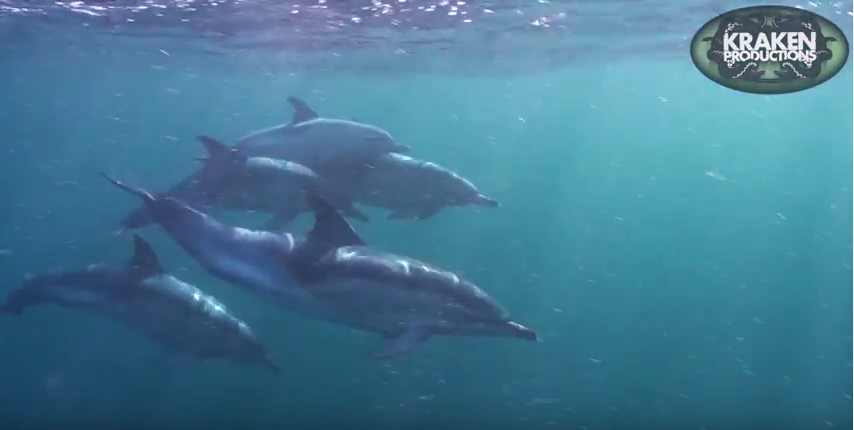 UK Diving Dolphins