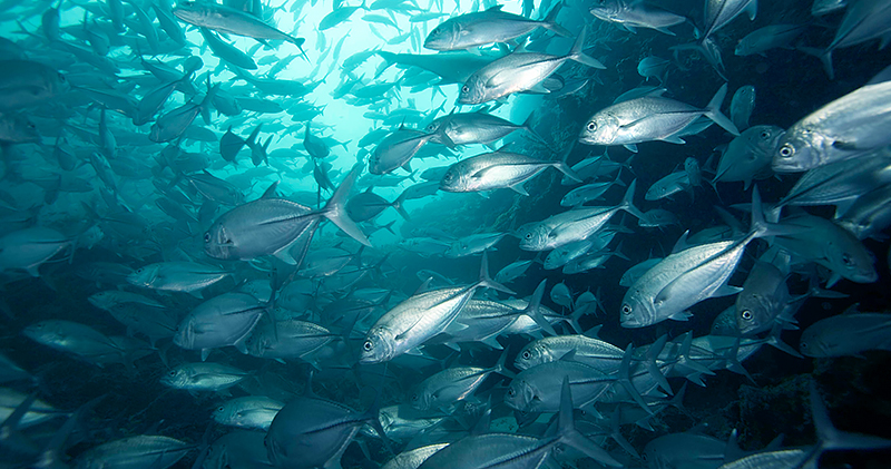 Diving Sites in Asia - Coconut Point