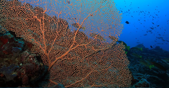 A giant gorgonian sea fan which is a coral species seen and photographed in abundance at Gorgonian Gardens