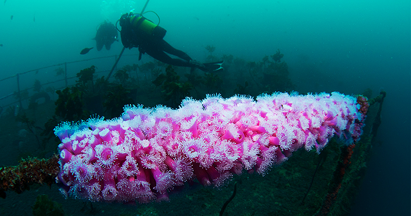 Best Wreck Dives - HMNZ Canterbury Wreck Dive New Zealand - Jen Clent