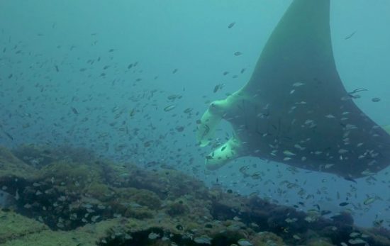 Manta Rays on the SS Yongala