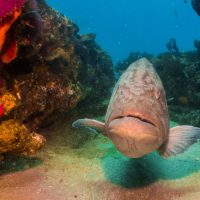 Cabo Mexico Gulf Grouper