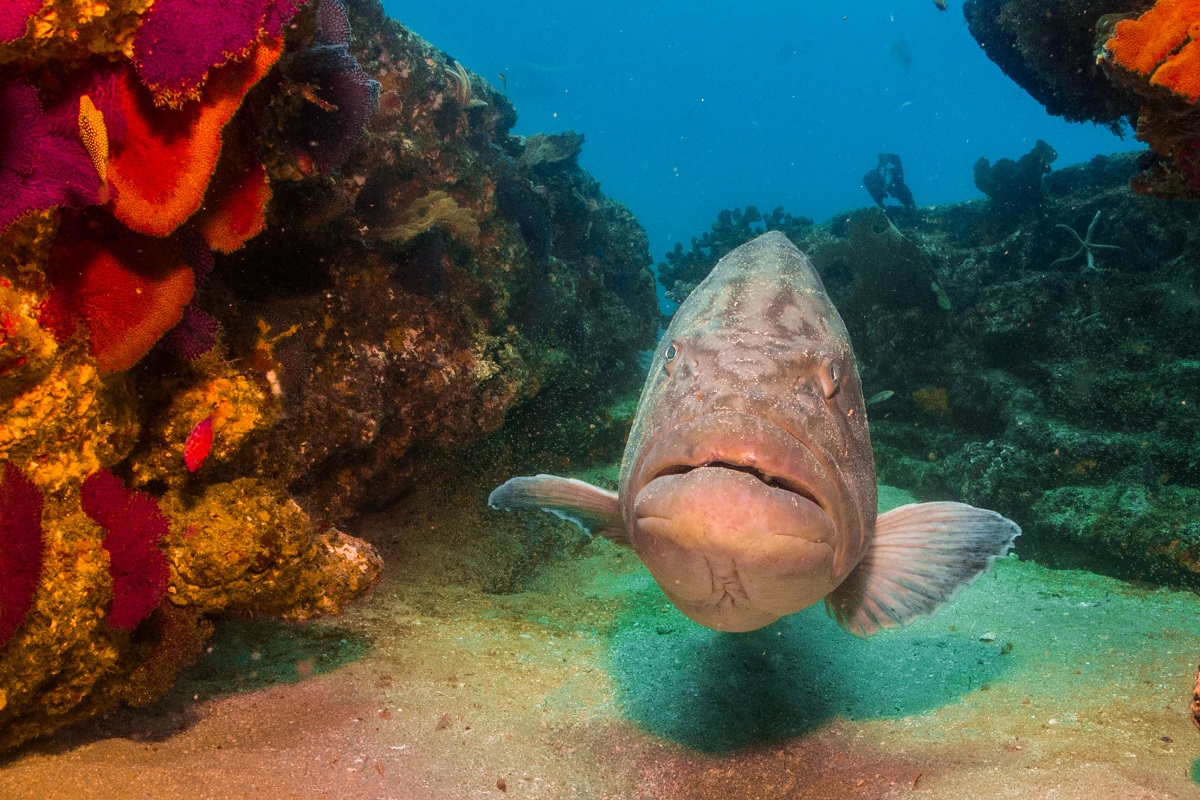 Marine Reserves: Cabo Mexico Gulf Grouper
