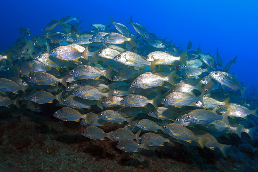 Marine Reserves: Spain El Cabron