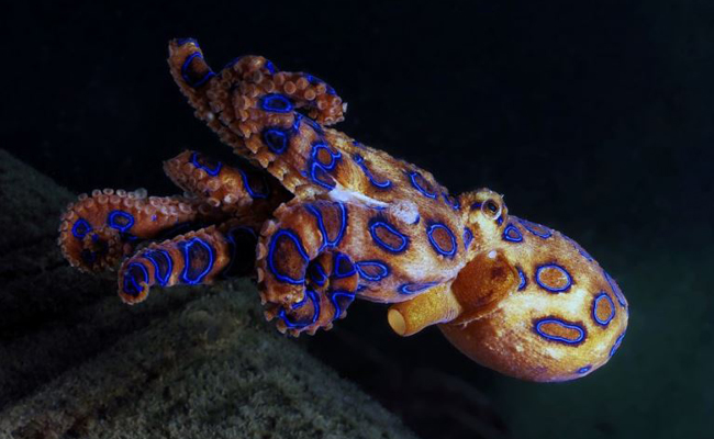 Marine Life in the Philippines - Blue Ringed Octopus