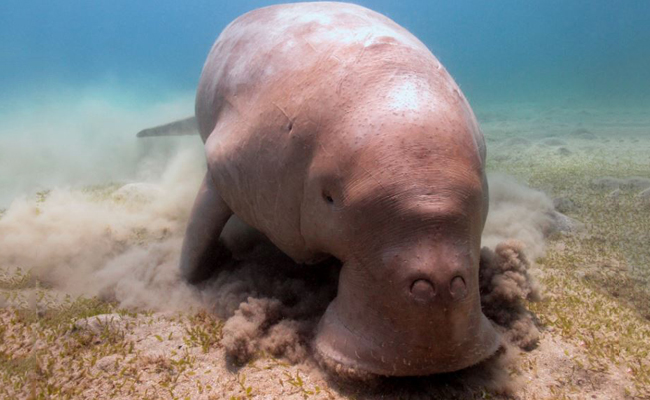 Marine Life in the Philippines - Dugong